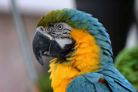 Bird colorful fauna