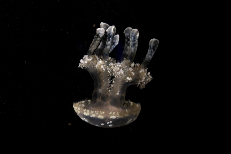 Marine animal ocean seabed