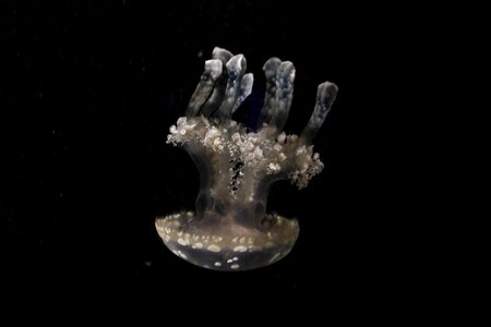 Marine animal ocean seabed