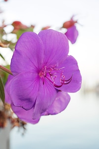 Violet purple flower