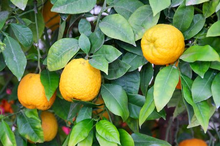 Citrus citrus fruits mediterranean garden photo