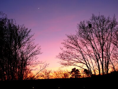 Violet pink trees