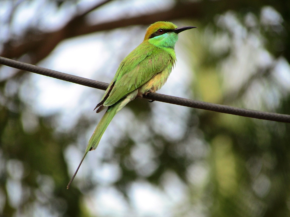 Green bird perched