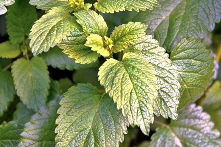 Garden green soothing