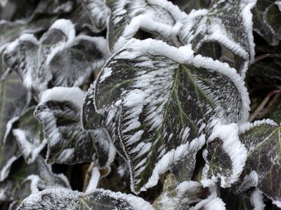Cold green nature