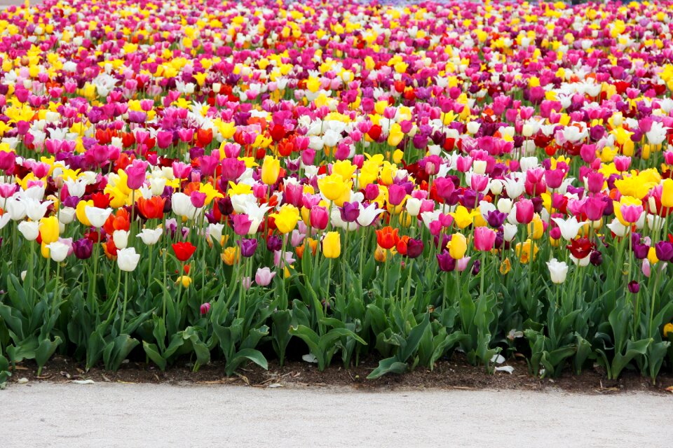 Spring tulip fields blossomed
