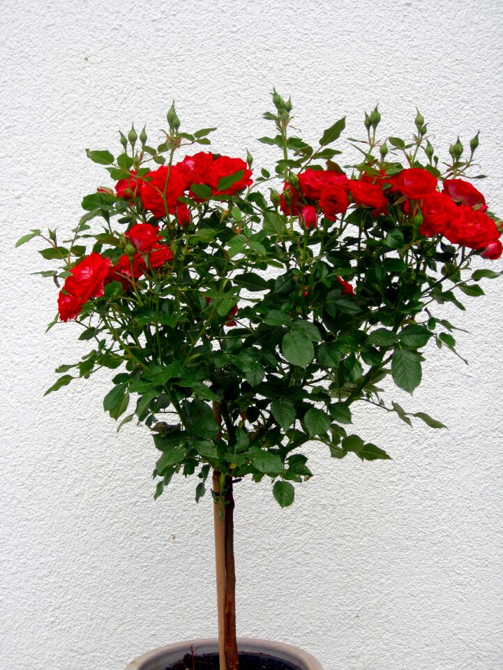 Flowers bud flower