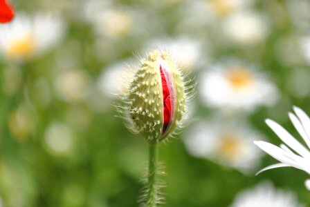 Bloom flowers summer flowers photo