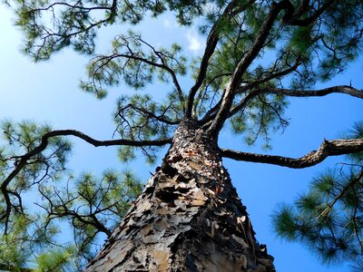 Plant branches bark