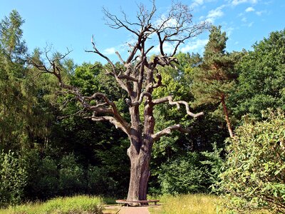 Nature old oak trees photo