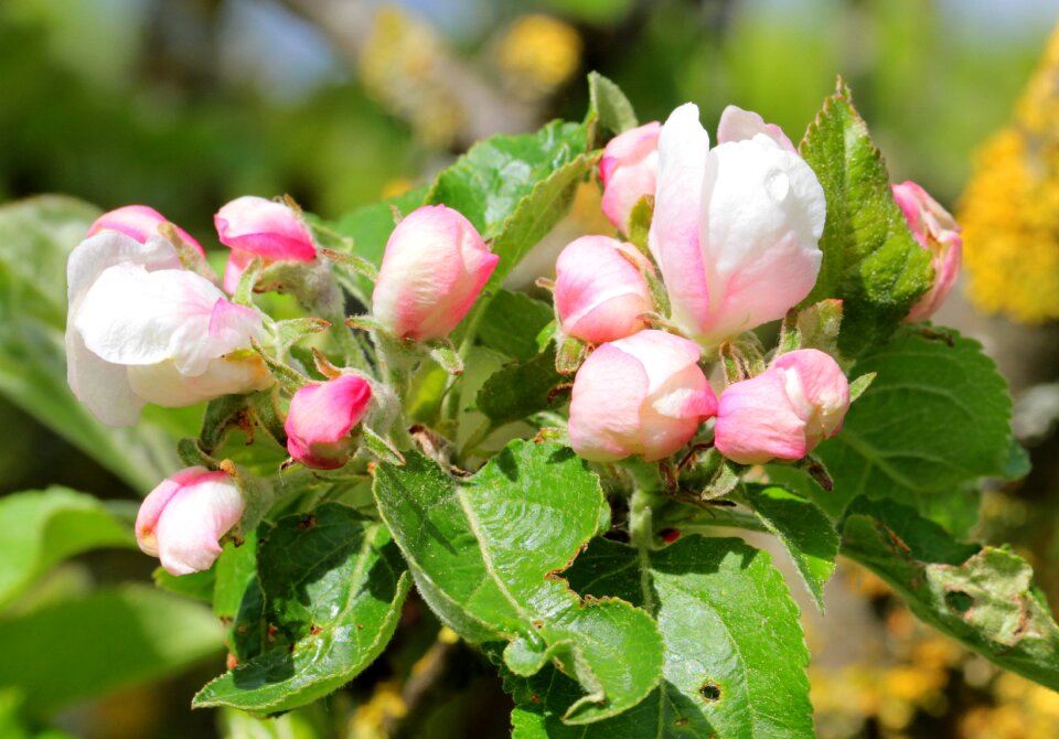 Blossom bloom spring