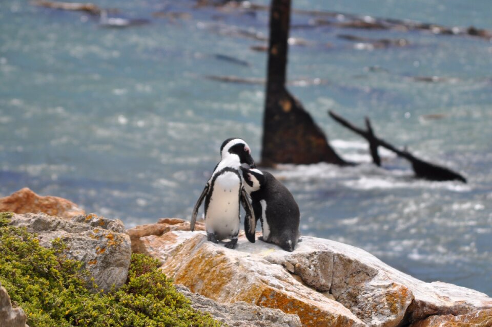 Sea pair kiss