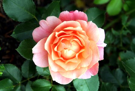 Rosebush color pink petals