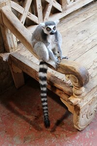 Monkey lemur mammal photo