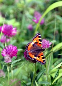 Forage wings garden photo