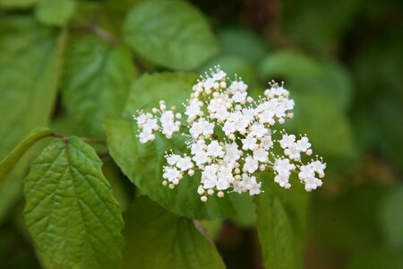 Flowers wood nature