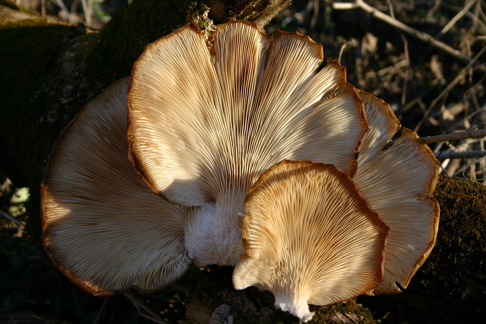 Mushroom nature tree