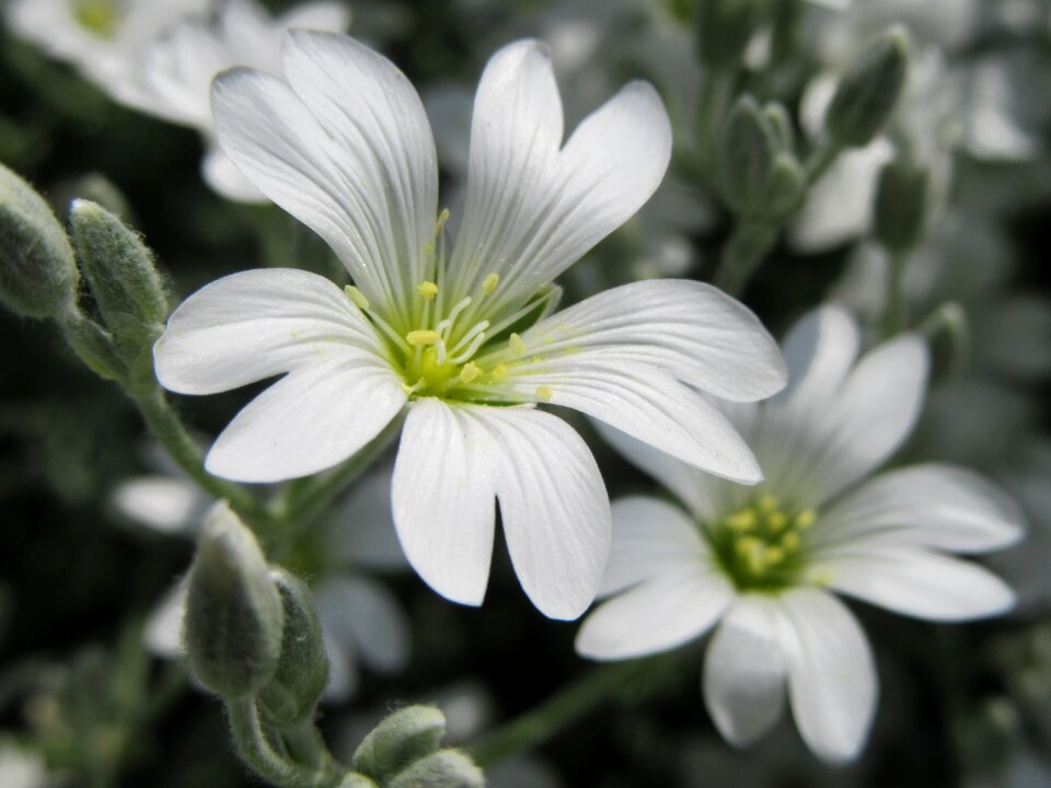 White white flowers