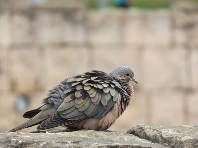 Ave animal birds