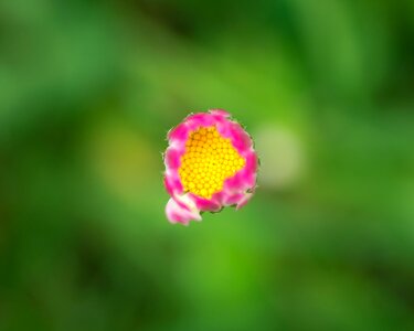 Centered flower pointed flower photo