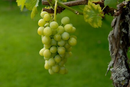 Fruit grapes green