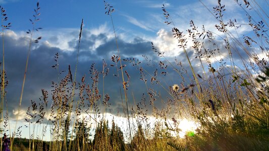 Grass drought landscape