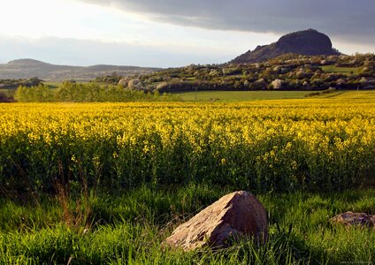 Yellow northern bohemia spring landscape photo