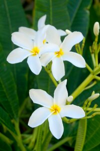 Frangipani exotic white photo