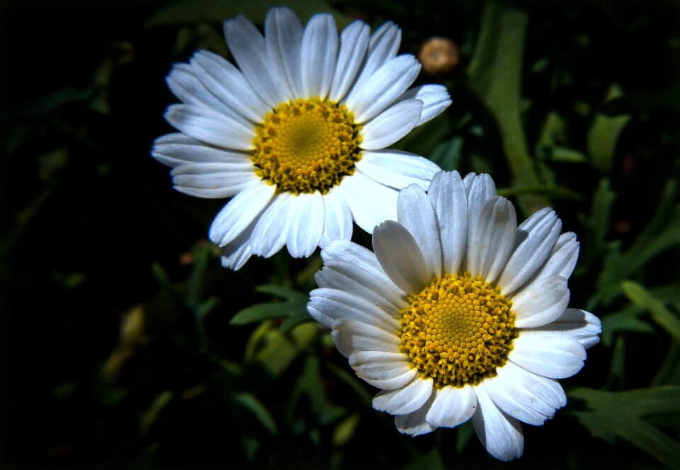 Blossom bloom nature