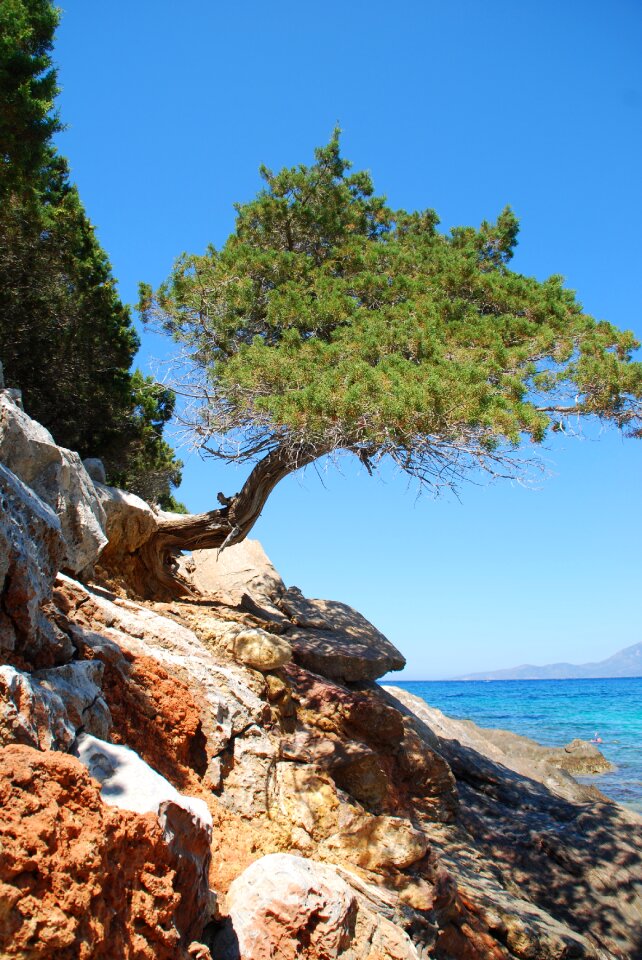 Sea old tree summer