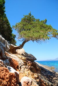 Sea old tree summer
