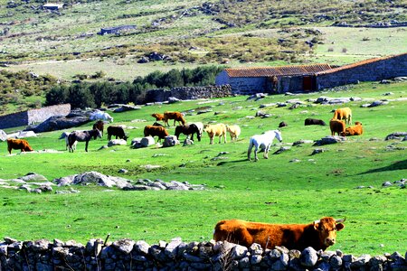 Livestock rural nature