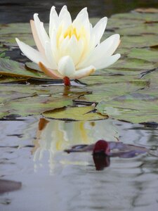 Lily pond nature photo
