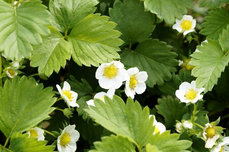 Strawberry flowers bloom leaves