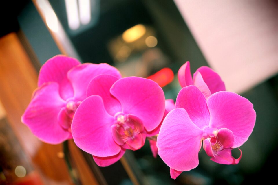 Purple flowers white flower