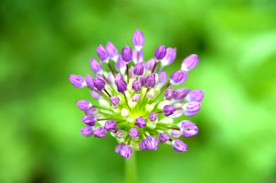 Spices macro herb