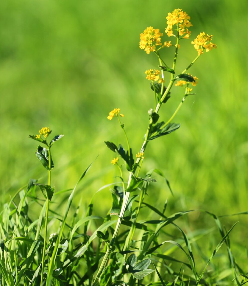 Yellow beauty flowers