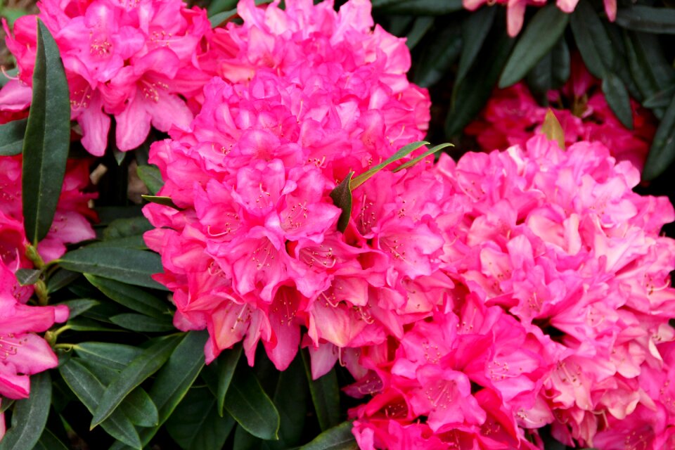 Shrub peony pink pentecost rosengewächs