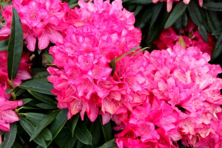 Shrub peony pink pentecost rosengewächs