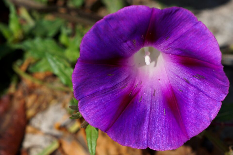 Flower look flower urban nature