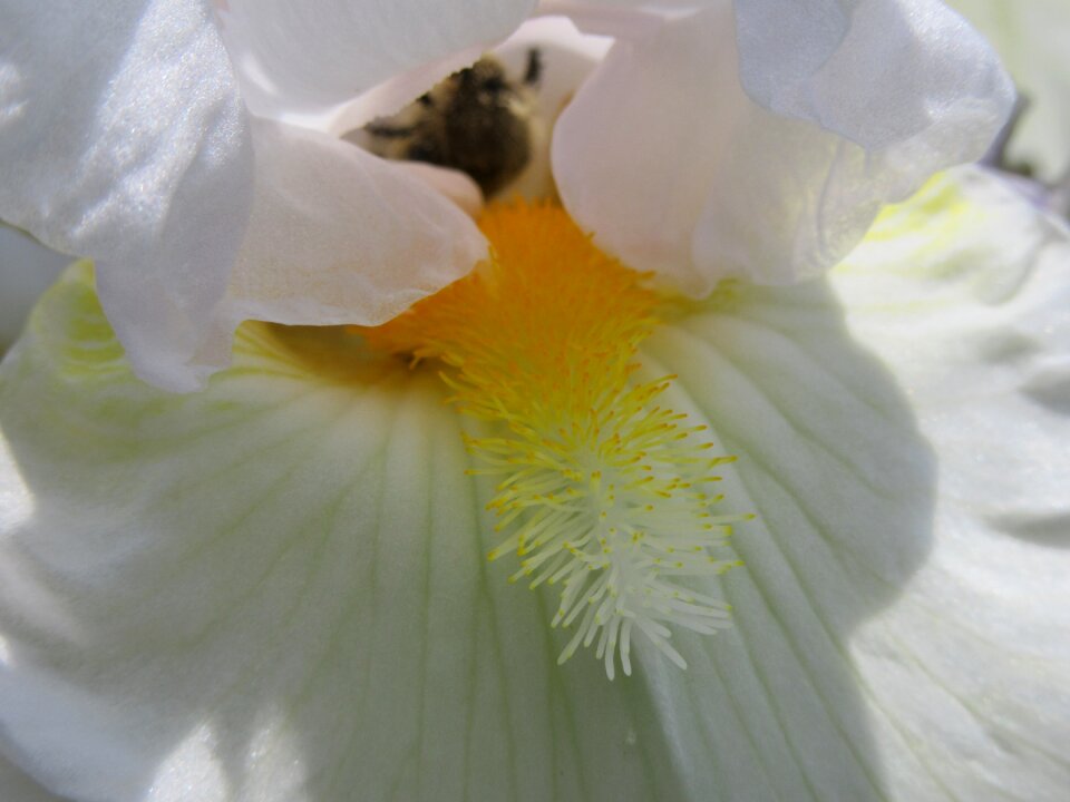 Yellow orange