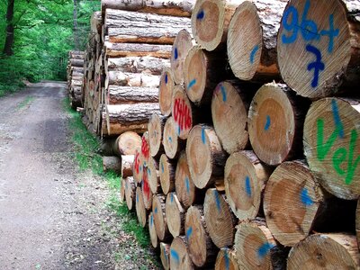 Forest wood log photo