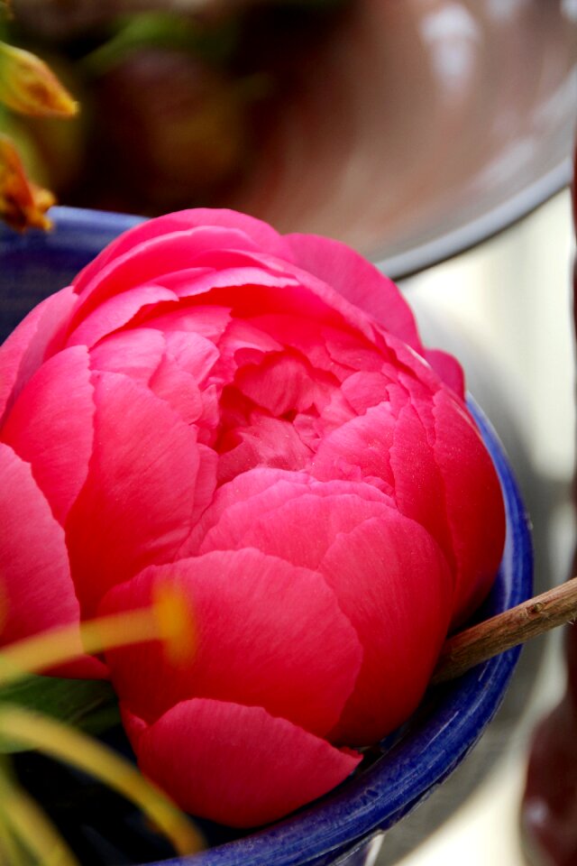 Bloom pink pentecost rosengewächs