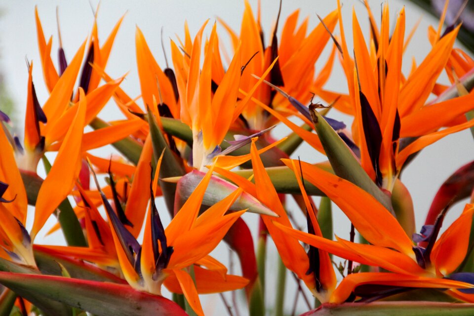 Strelitzia orchids caudata greenhouse botanical garden