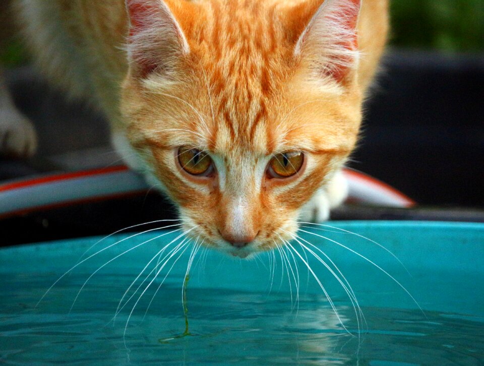 Red cat red mackerel tabby mackerel