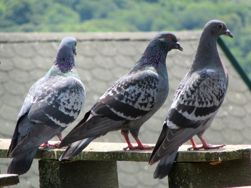 Bird gray