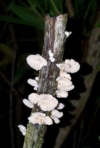 Conks branch stick photo