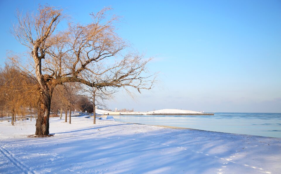 Lake tree landscape