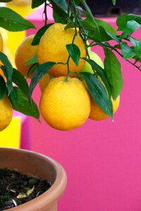 Yellow still life citrus fruits photo