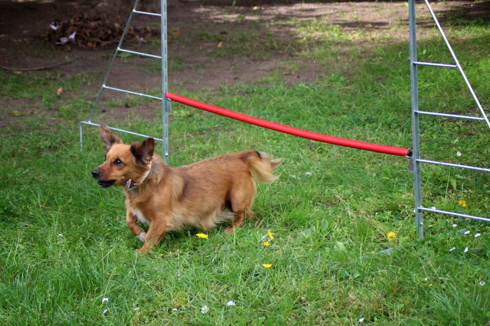 Hurdle jump hundesport pet